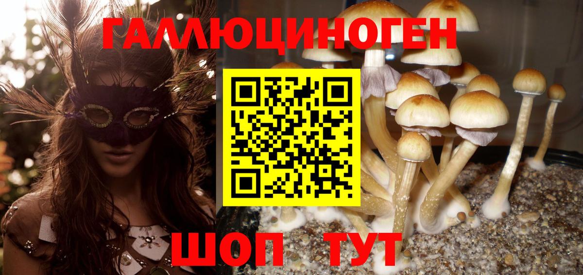 продажа наркотиков  Вход с VPN  Галлюциногенные грибы GOLDEN TEACHER  Хасавюрт  Псилоцибиновые грибы ЛСД 